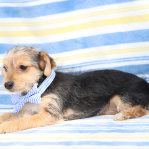Yorkiepoo Puppy Rolly