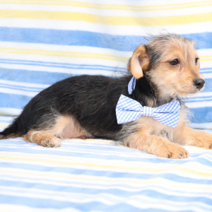 Yorkiepoo Puppy Rolly