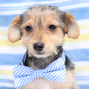 Yorkiepoo Puppy Rolly
