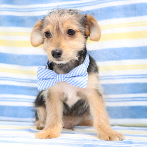 Yorkiepoo Puppy Rolly