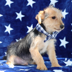Yorkiepoo Puppy Rolly