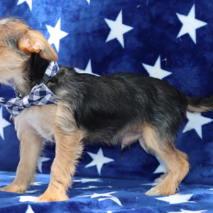 Yorkiepoo Puppy Rolly