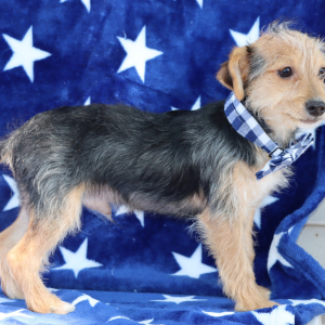 Yorkiepoo Puppy Rolly