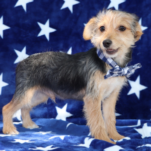 Yorkiepoo Puppy Rolly