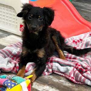 Pomapoo Puppy Pixie