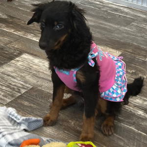 Pomapoo Puppy Pixie