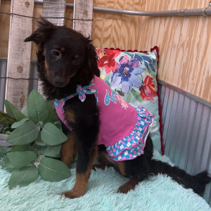 Pomapoo Puppy Pixie