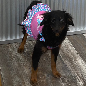 Pomapoo Puppy Pixie