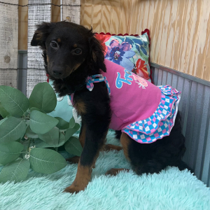Pomapoo Puppy Pixie