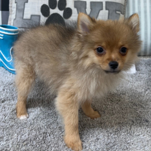 Pomeranian Puppy Lexie