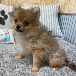 Pomeranian Puppy Lexie