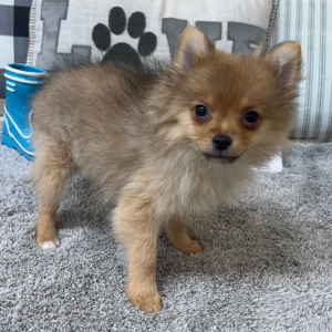 Pomeranian Puppy Lexie