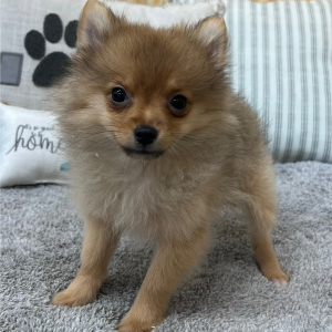 Pomeranian Puppy Lexie