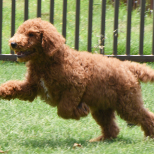 Poodle Puppy Scruffy
