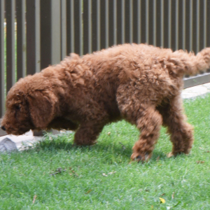 Poodle Puppy Scruffy