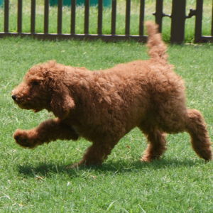 Poodle Puppy Scruffy