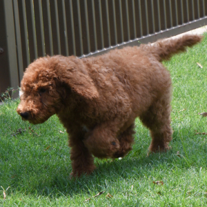 Poodle Puppy Scruffy
