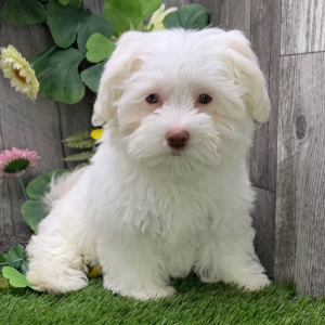 Havanese Puppy Larkin