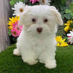 Havanese Puppy Larkin