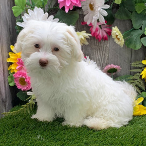 Havanese Puppy Larkin