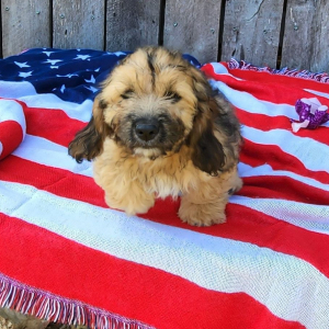 Cockapoo Puppy Freya