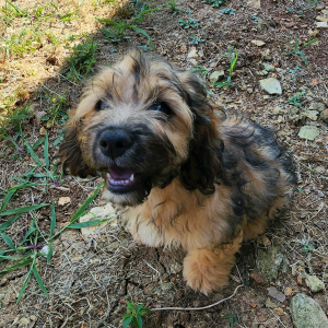 Cockapoo Puppy Freya