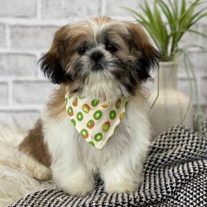 Shih Tzu Puppy Finnick
