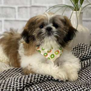 Shih Tzu Puppy Finnick