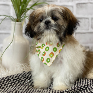 Shih Tzu Puppy Finnick