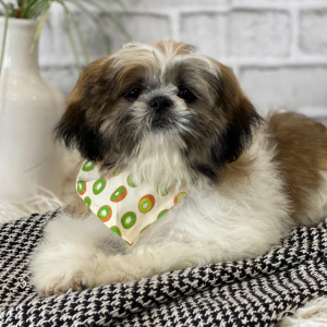 Shih Tzu Puppy Finnick
