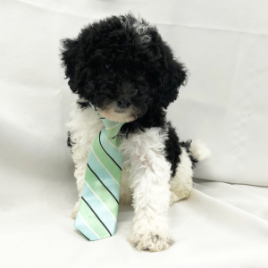 Labradoodle Puppy Yosefi