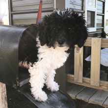 Labradoodle Puppy Yosefi
