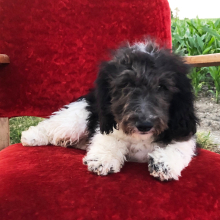 Labradoodle Puppy Yosefi