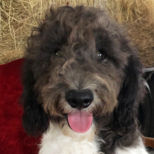 Labradoodle Puppy Yosefi