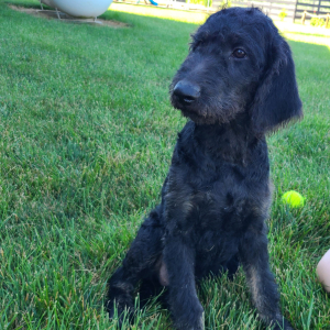 Labradoodle Puppy Bonnie