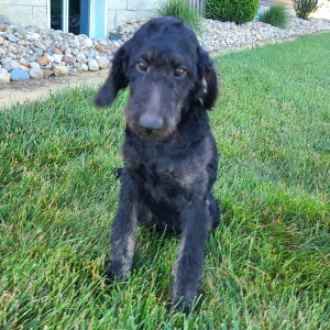Labradoodle Puppy Bonnie