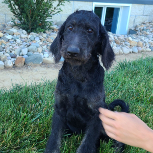 Labradoodle Puppy Bonnie