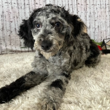 Cavapoo Puppy Jade