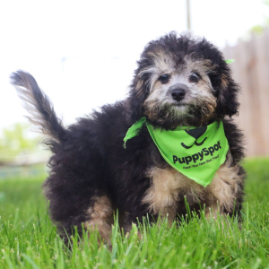 Bichonpoo Puppy Skye