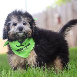 Bichonpoo Puppy Skye