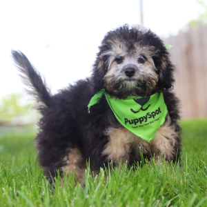 Bichonpoo Puppy Skye
