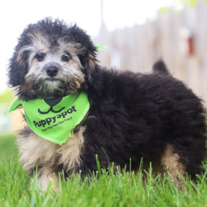 Bichonpoo Puppy Skye