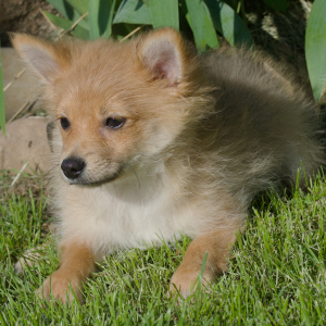 Pomeranian Puppy Lil Ted