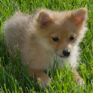Pomeranian Puppy Lil Ted