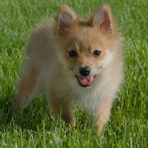 Pomeranian Puppy Lil Ted