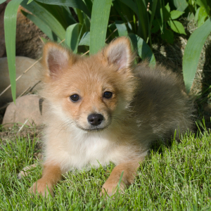Pomeranian Puppy Lil Ted