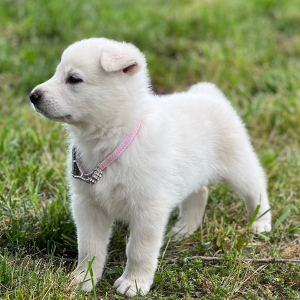 German Shepherd Dog Puppy Lexie