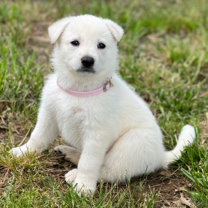 German Shepherd Dog Puppy Lexie