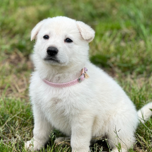 German Shepherd Dog Puppy Lexie