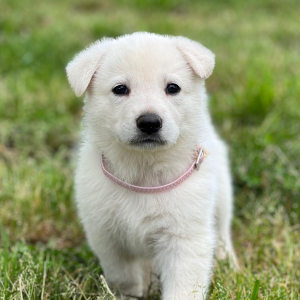 German Shepherd Dog Puppy Lexie